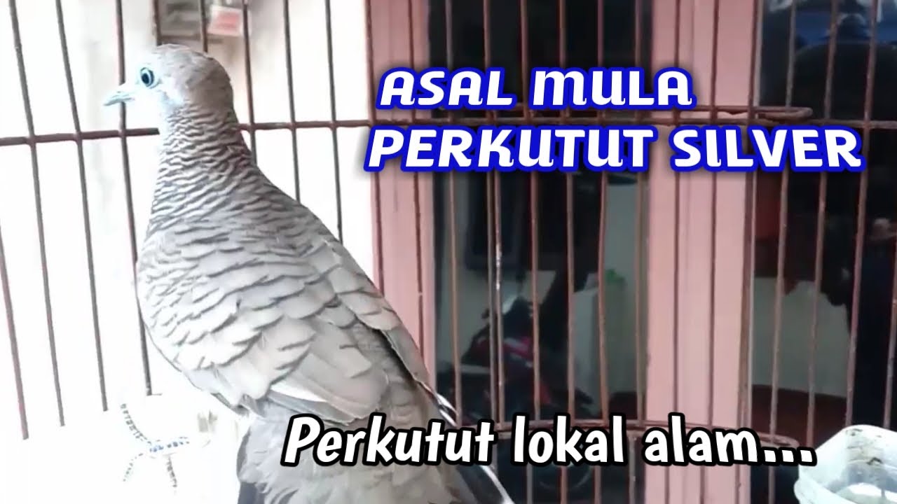 Asal usul perkutut silver