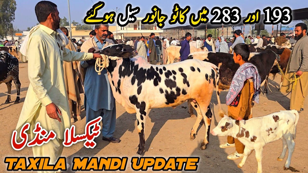 Taxila Mandi Friday Latest Update 27 February 2026 | Gondal Mandi 