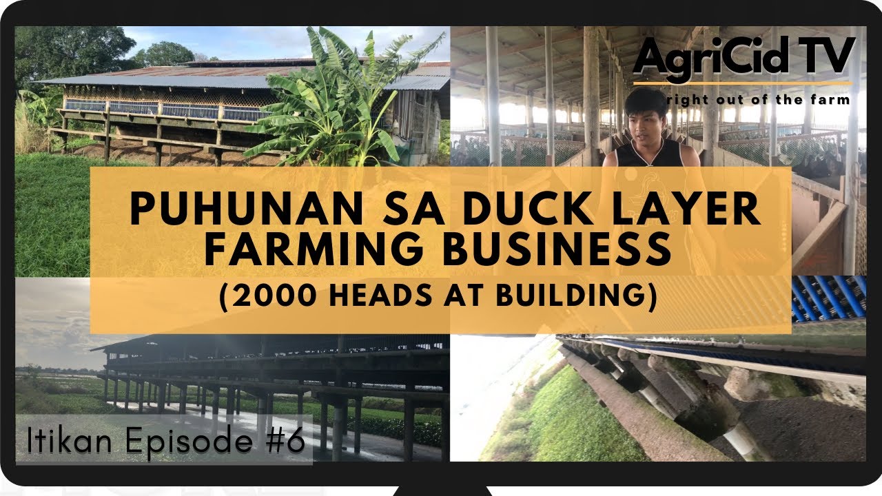 VLOG #8 Puhunan sa Duck Layer Farming Business(2000heads at building)