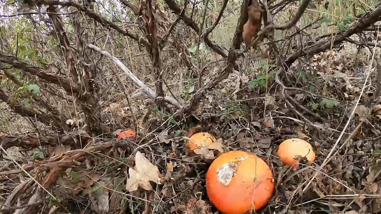 AMANITA CAESAREA menuda huevada * Boletus