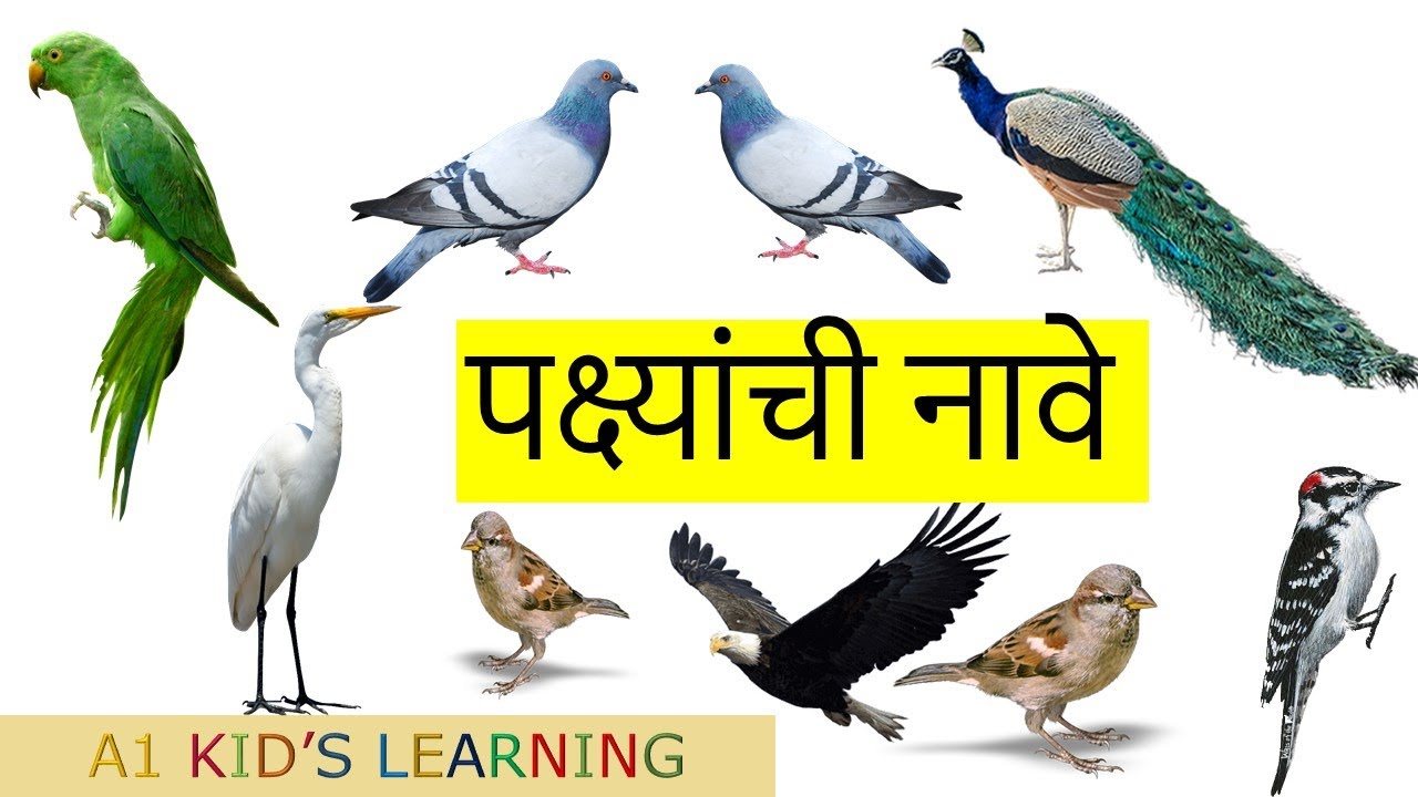 पक्ष्यांची नावे in Marathi //Learn birds names in Marathi with English || Learning For Kids