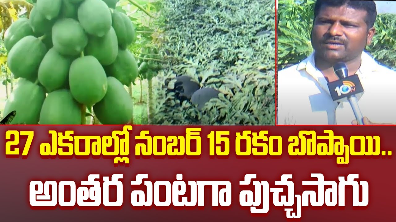 Watermelon Intercrop In Papaya Farming | 27 ఎకరాల్లో నంబర్ 15 రకం బొప్పాయి.. అంతర పంటగా పుచ్చసాగు