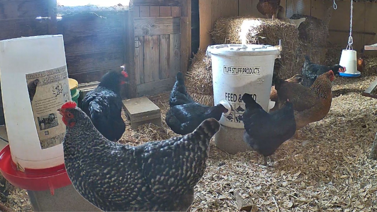 Chicken Coop LIVE STREAM - Rooster Crowing - Hens Clucking Chicken Coop Cam #chickens  #chickencoop