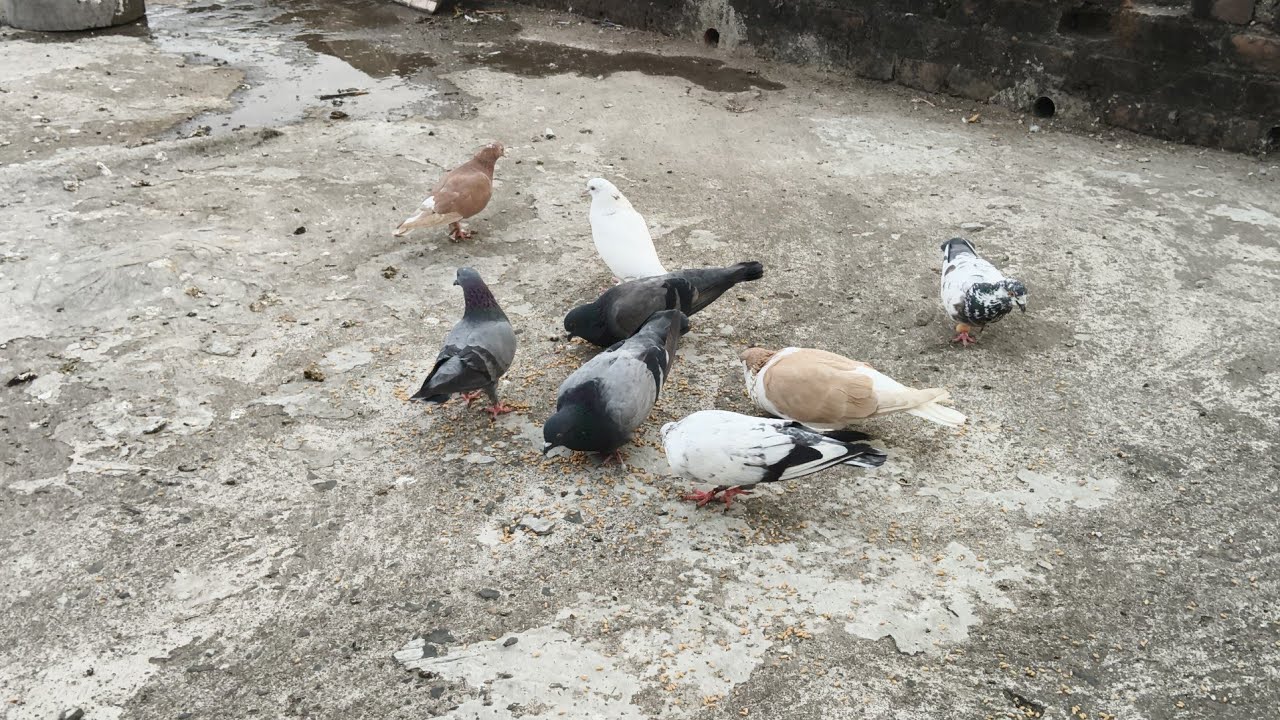 New volg 🫂❤️    #kabutarlover #kabutar #vlog #pigeon #birds #maari 