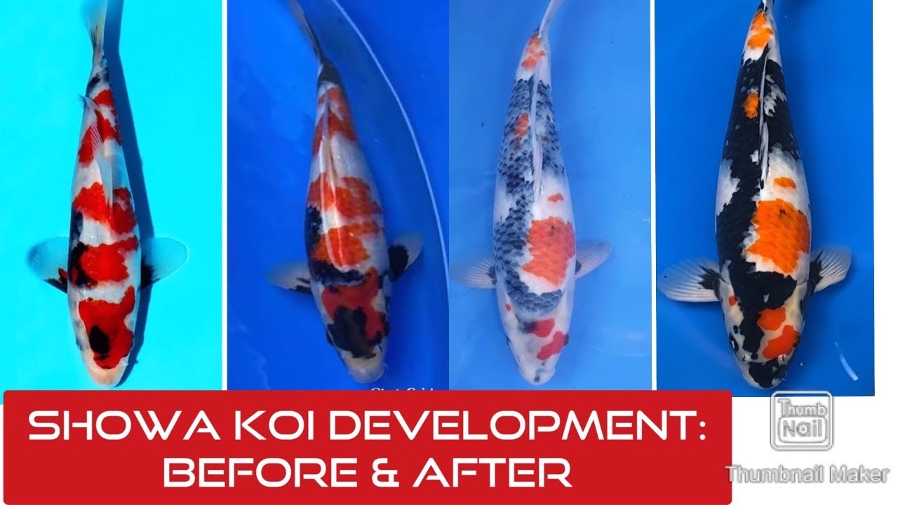 Showa koi fish development
