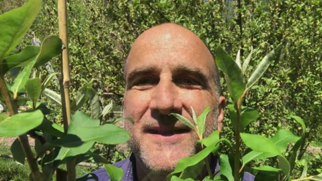 Tillamook Goumi and Sweet Scarlet Goumi &mdash; intro, health benefits, prune, propagate, nitrogen-fixing