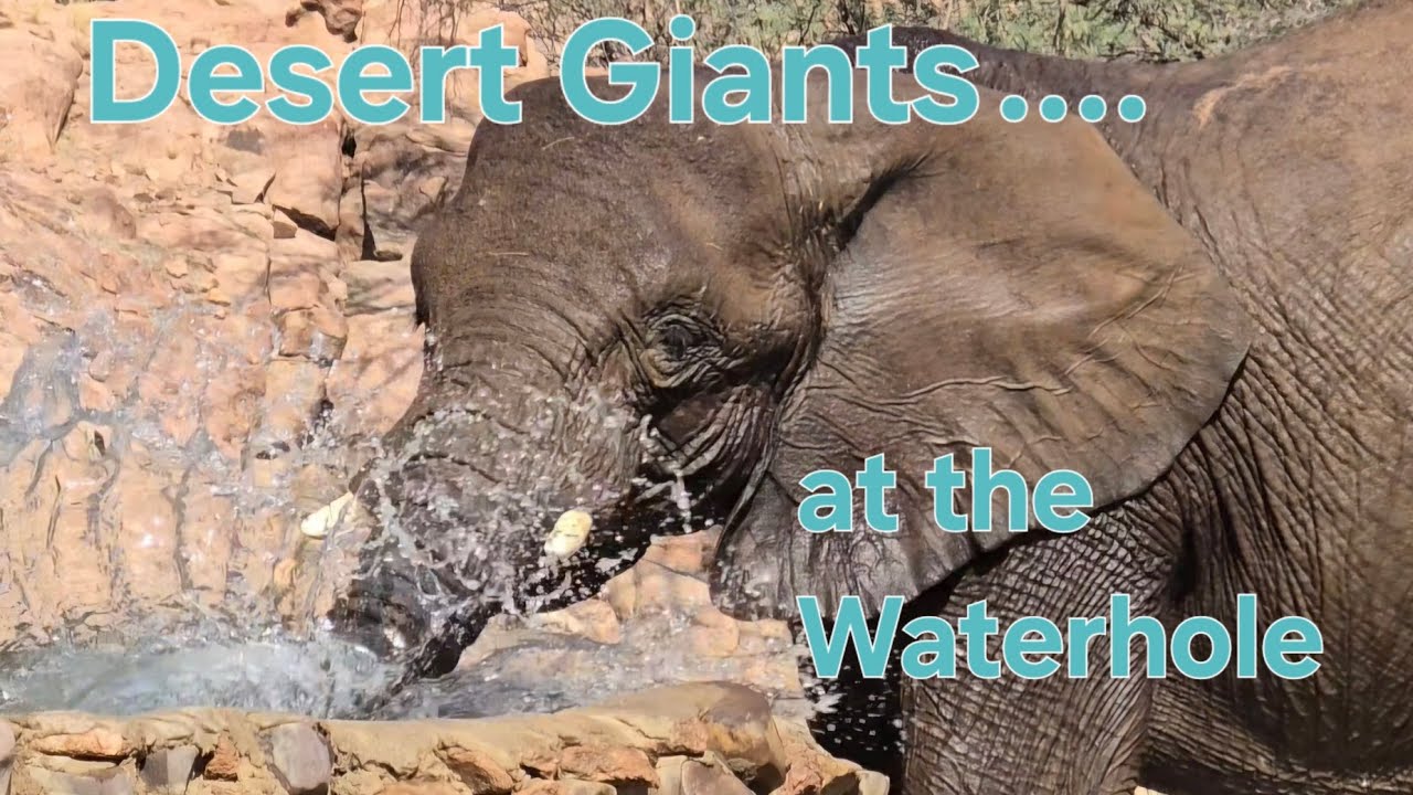 Desert Giants at the Waterhole....greetings...battles and play