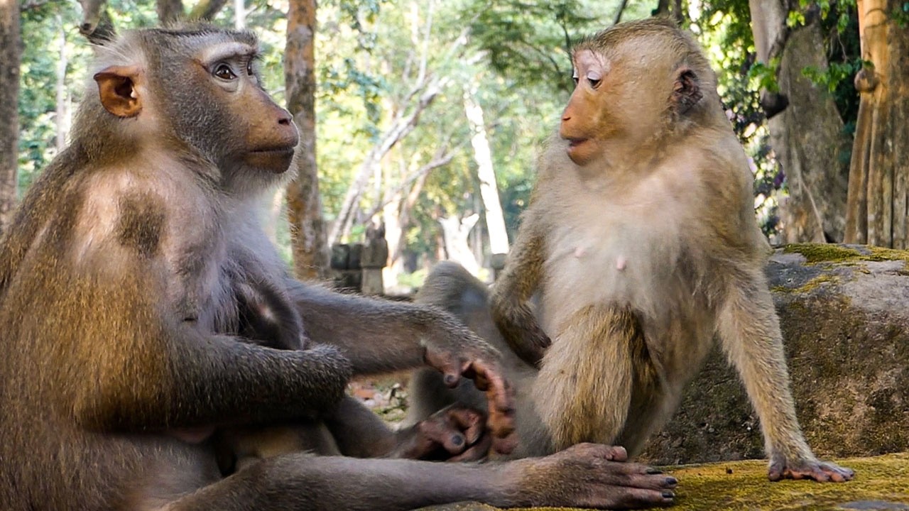 Peaceful nature life |Monkey Libby replies to monkey Rainbow after SHE helps baby Levy