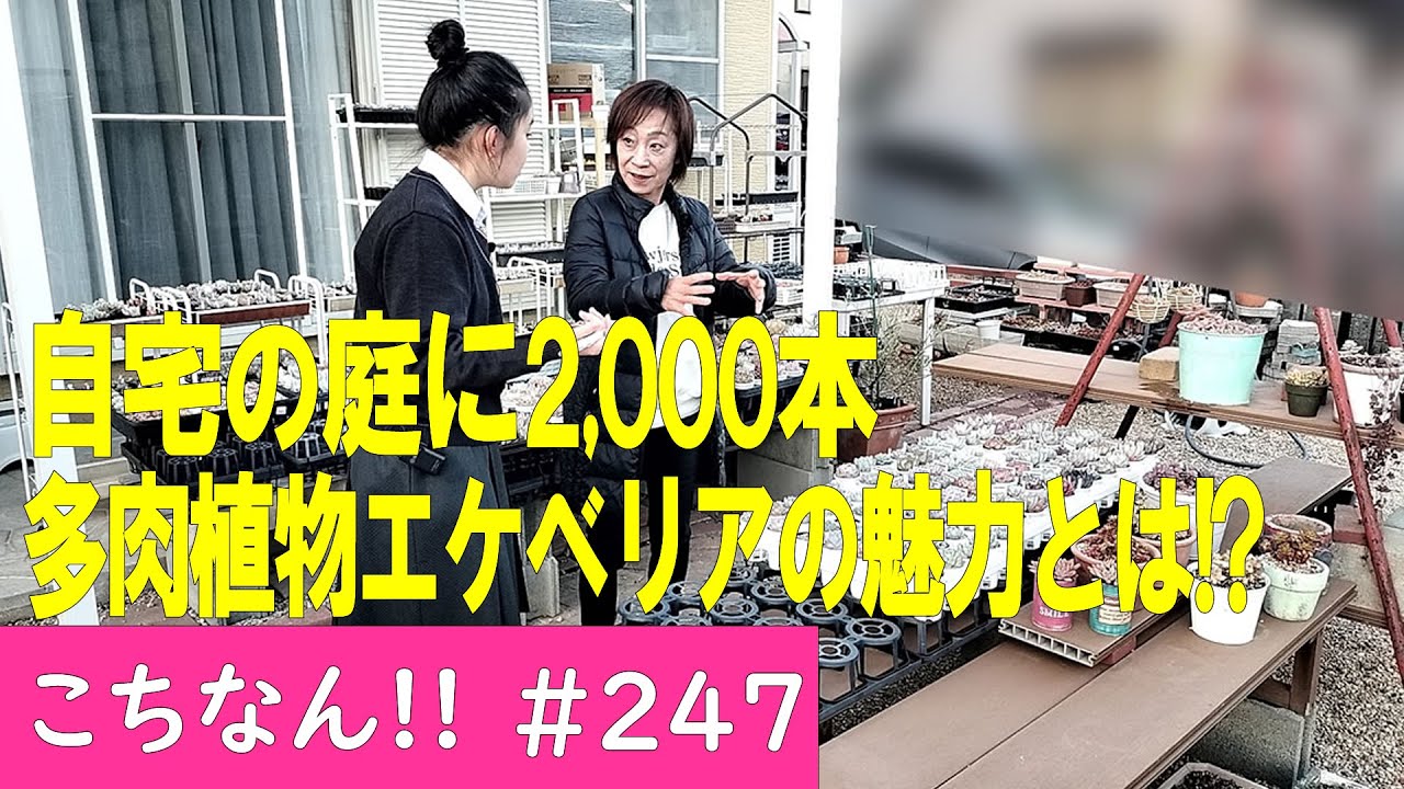 【こちなん!!(247)】自宅の庭に約2,000本の多肉植物エケベリア、その魅力とは!?(2024/01/25)