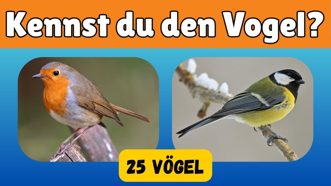25 heimische V&ouml;gel erkennen 🐦 | Vogel-Quiz mit Bildern | V&ouml;gel bestimmen lernen