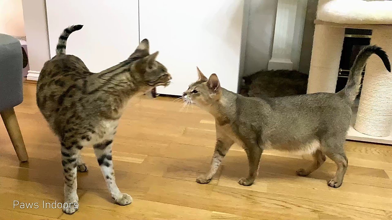 Hissing Savannah Cat