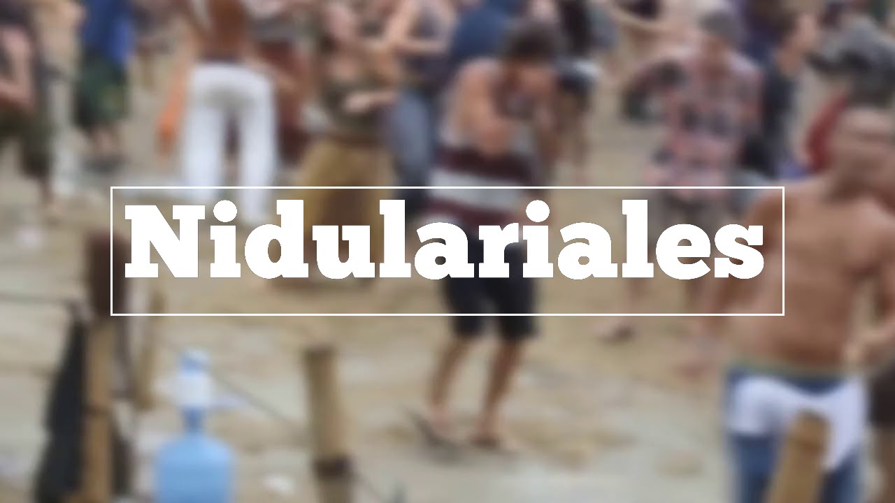 Learn how to spell Nidulariales