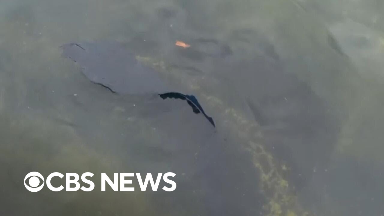 Peeled paint appears in Lincoln Memorial Reflecting Pool after algae bloom