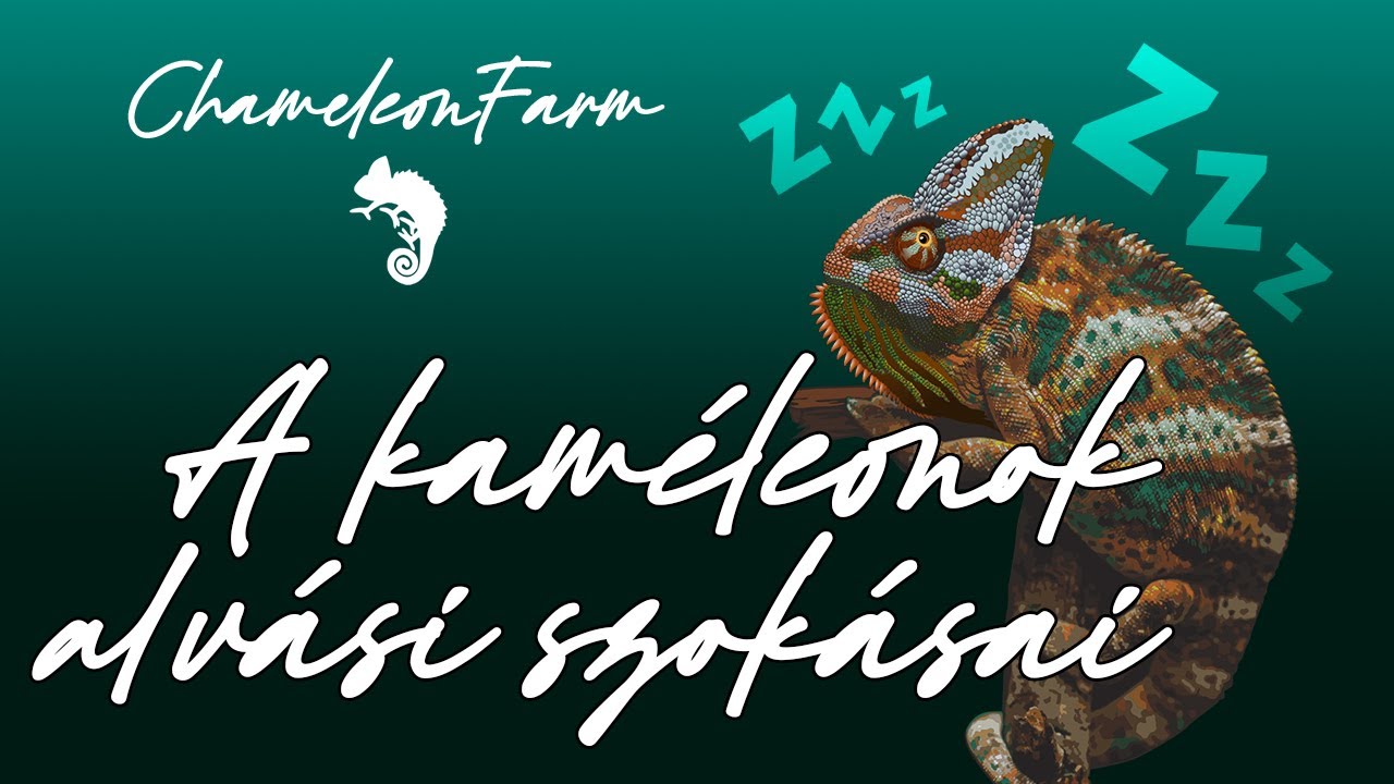 ChameleonFarm - Horkol a kaméleon??? Vagy nem? A kaméleon alvási szokásai