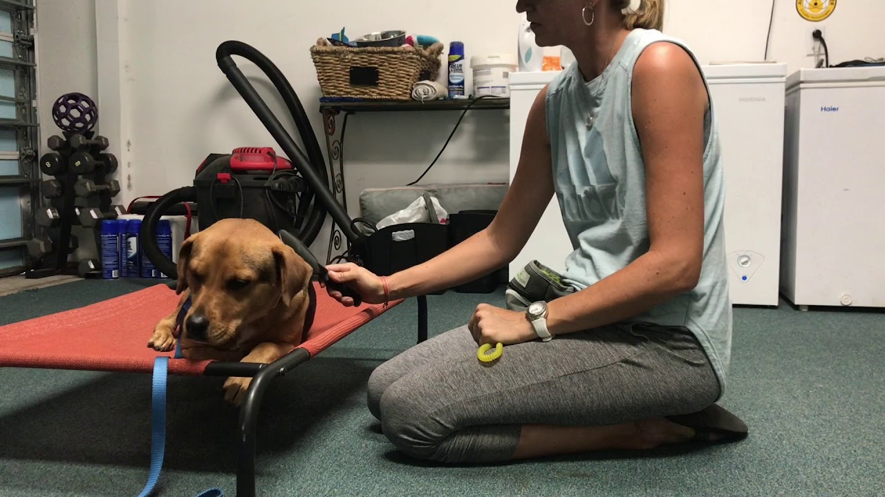 How To Stop Your Dog From Biting While Being Groomed