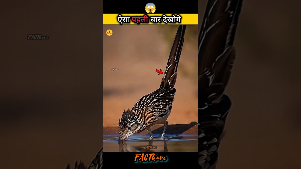 Fastest Bird On LAND! 🤯#DidYouKnow #shorts