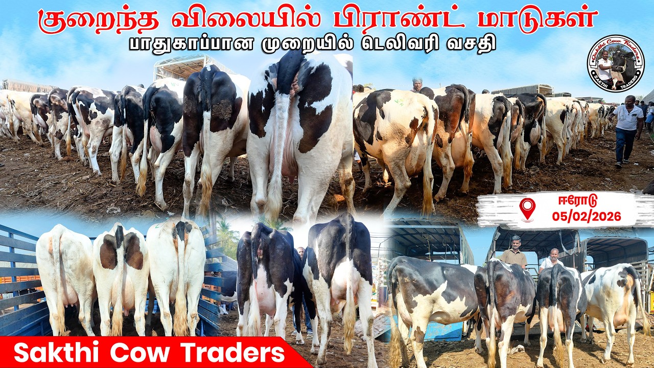 பெஸ்ட் குவாலிட்டி மாடுகள், பாதுகாப்பான முறையில் டெலிவரி வசதி @SakthiCowTraders