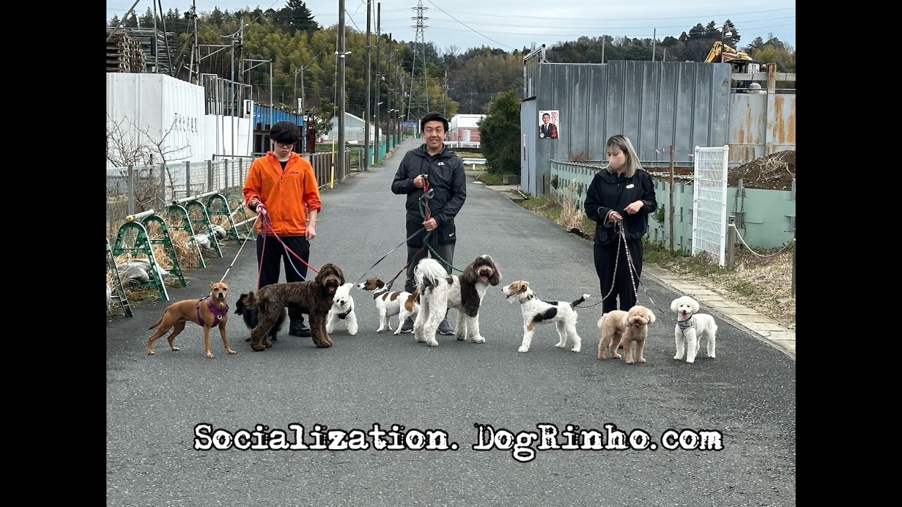 Dog daycare in Japan DogRinho 犬の保育園　20260316