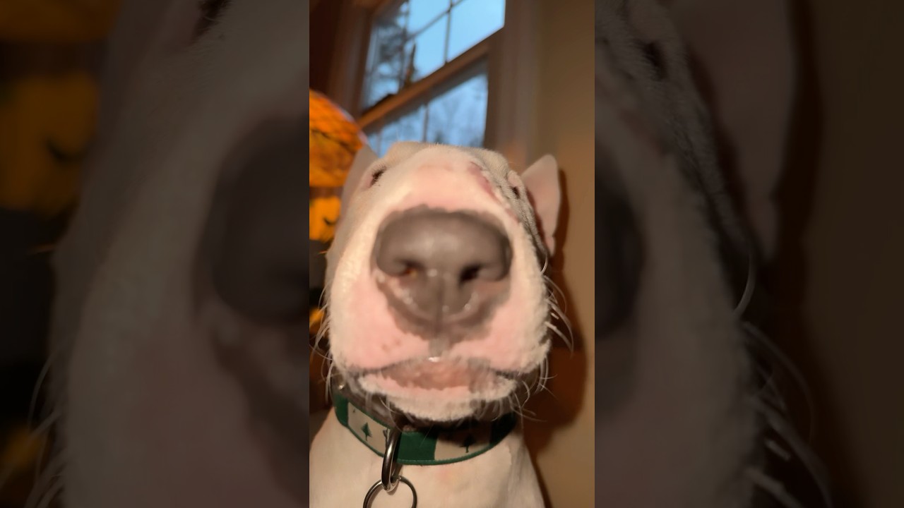 I put the new Forgis on the Jeep 🗣️🗣️🗣️🔥🔥🔥 #funny #englishbullterrier #meme #funnydog #wtf