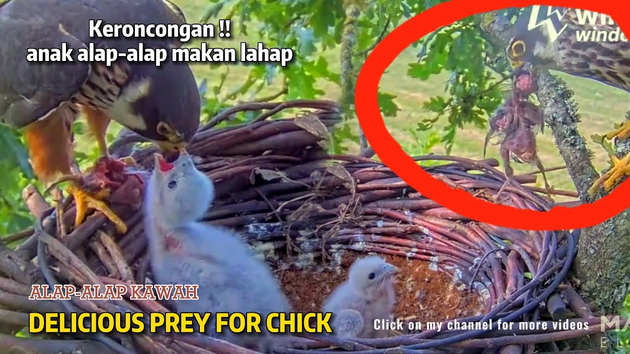 HUNGRY FALCON CHICK NEED DELICIOUS FOOD