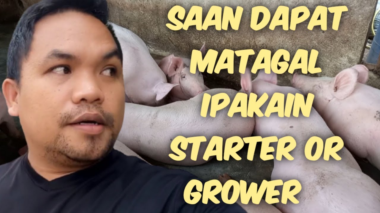 SAAN DAPAT MAS MATAGAL IPAKAIN STARTER OR GROWER FEEDS? | KABAGIS VLOGS | PIGFARMING | BACKYARD FARM