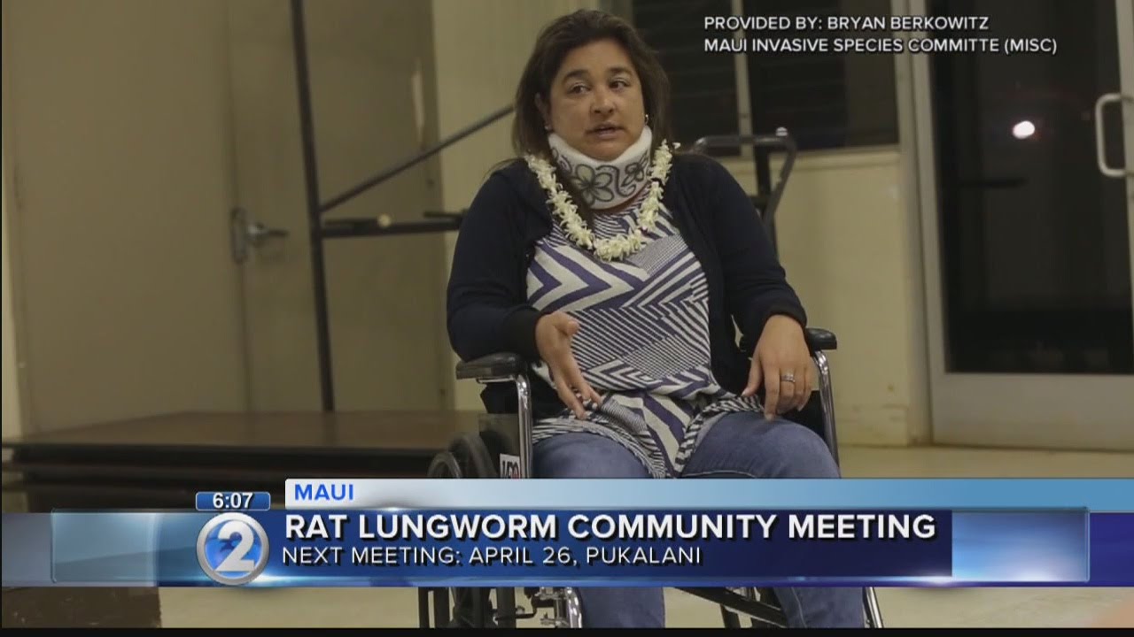 Rat lungworm disease community meetings to be held on Maui
