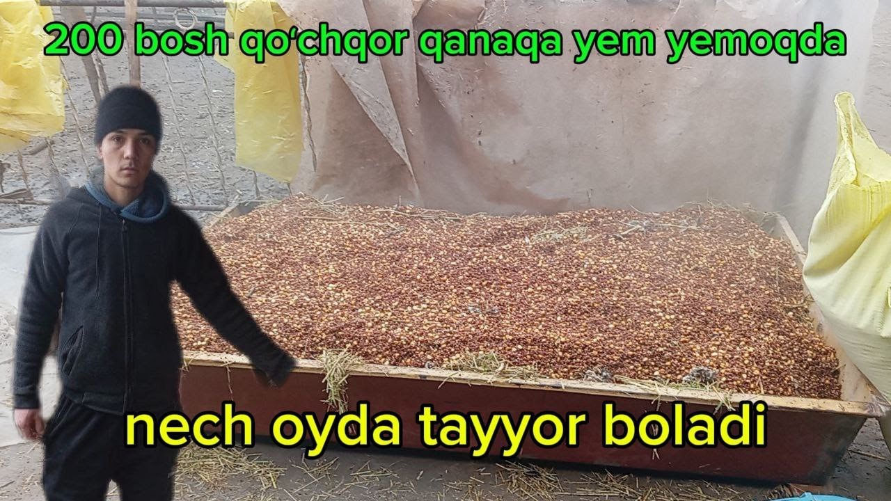 200 Bosh QOCHQOR lar qay tarzda yemlanmoqda #arashan #bozorolami2025 #andijonbozor #namangan_bozor 