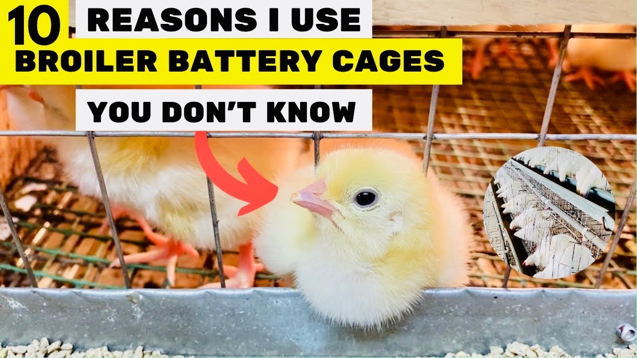 10 Surprising Benefits of Broiler Battery Cages You Haven't Considered