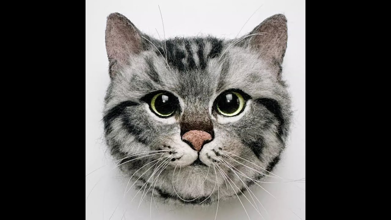 American Shorthair cat diy