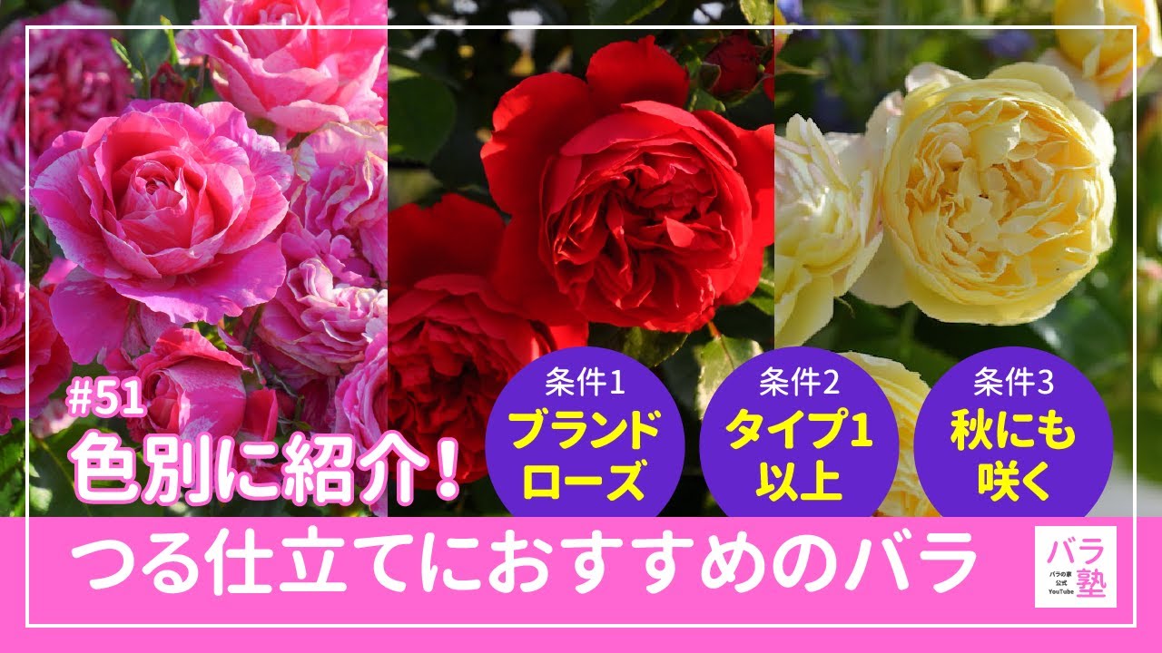 #51 色別に紹介！つる仕立てにおすすめバラ【条件：ブランドローズ、タイプ1以上、秋にも咲く】