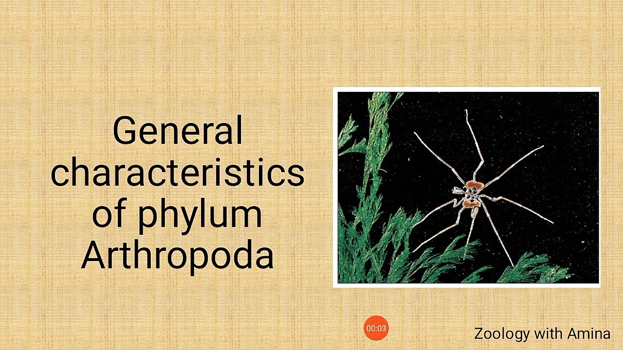 General characteristics of Phylum Arthropoda | Most successful land invertebrates