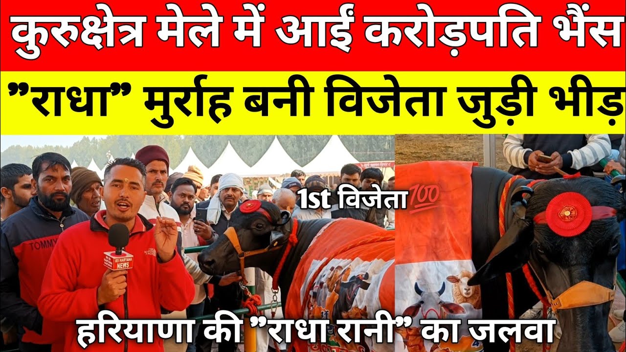 कुरुक्षेत्र ब्रह्मसरोवर पशु प्रदर्शनी में हरियाणा से मुर्राह नस्ल की भैंस बनी विजेता देखने जुटी भीड़
