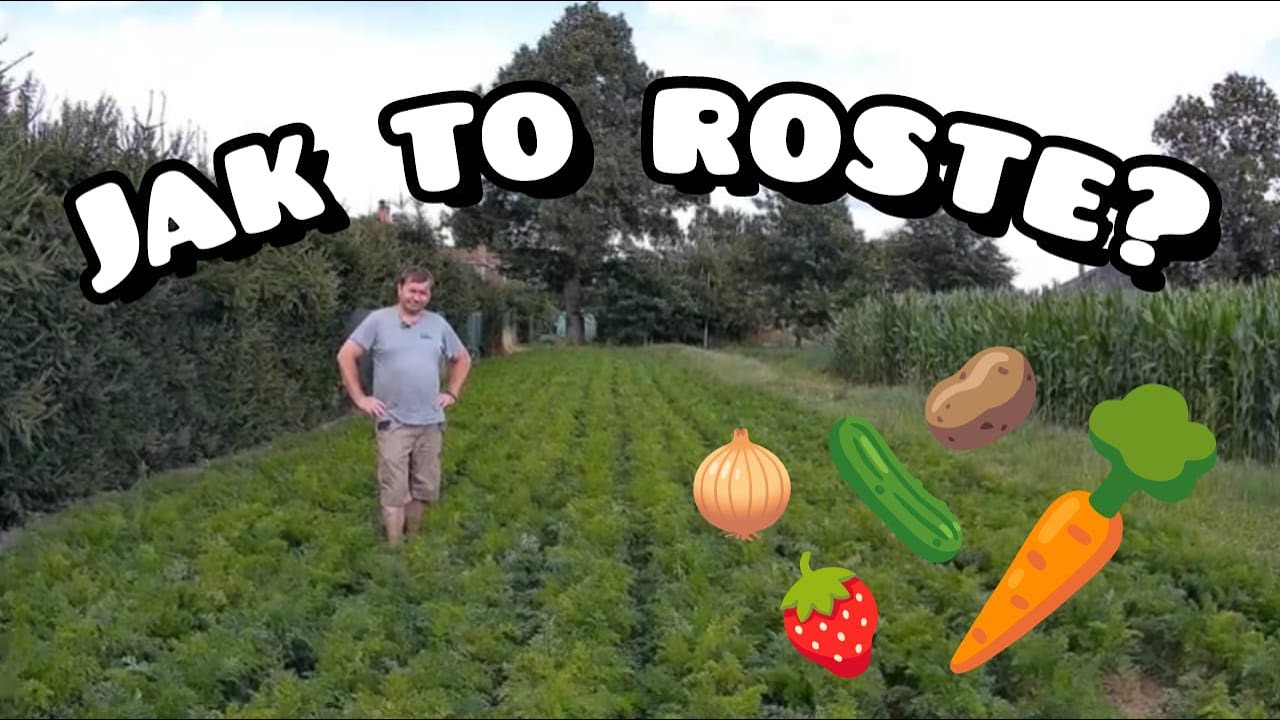 Jak to roste?