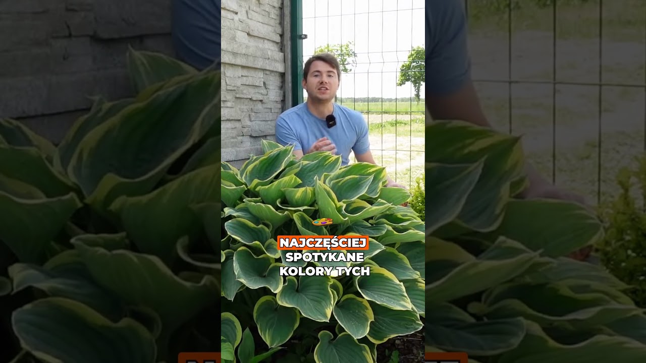 Kwiaty funkii pięknie pachną! 🌸👃 Mało kto to zauważa