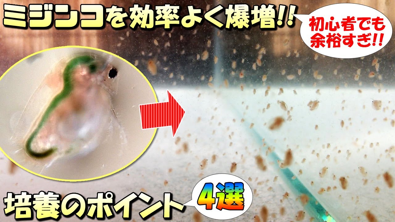 初心者でも失敗しないミジンコの増やし方！自宅（室内）でも簡単に培養するためのポイント4選【メダカに最適の餌】