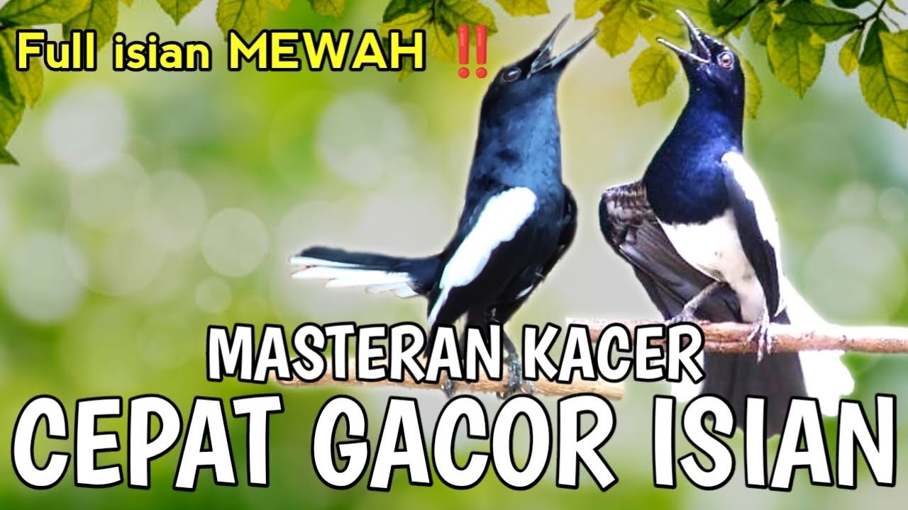MASTERAN KACER GACOR FULL ISIAN ‼️Stel video ini PASTI CEPAT GACOR DAPET ISIAN🔥🔥