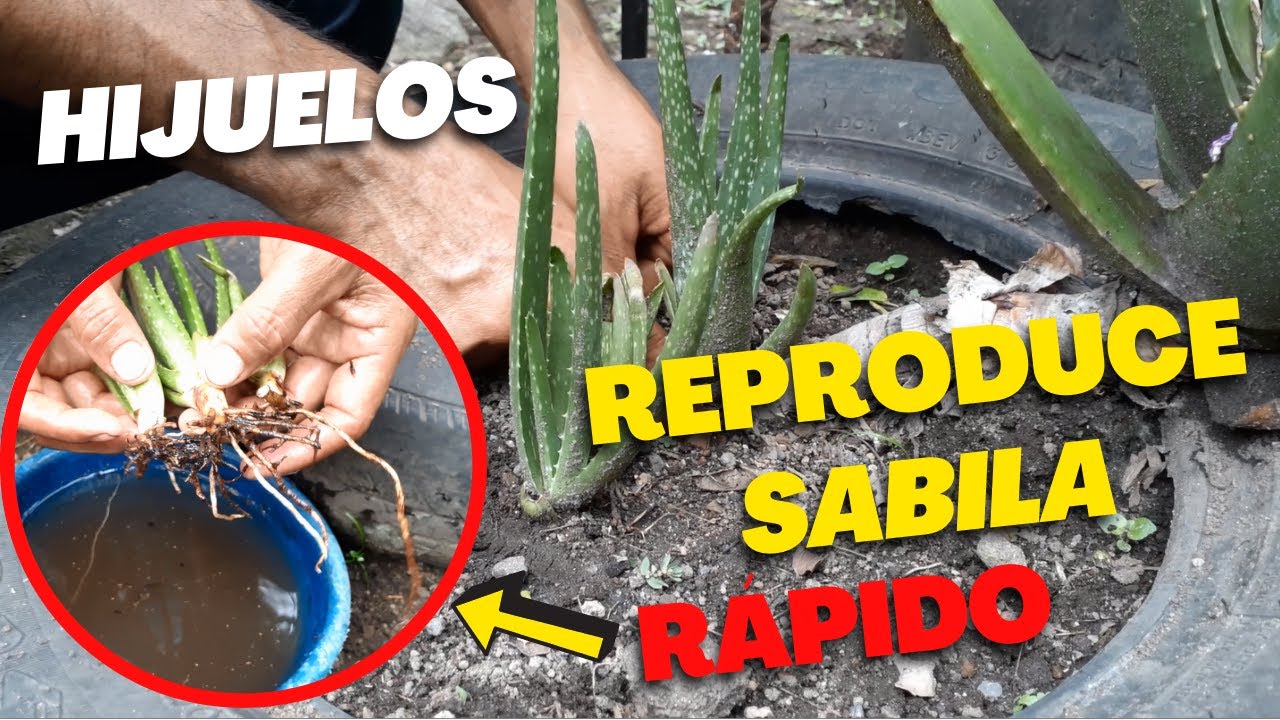 Cómo PLANTAR o REPRODUCIR SABILA | Reproduce ALOE VERA por HIJUELOS