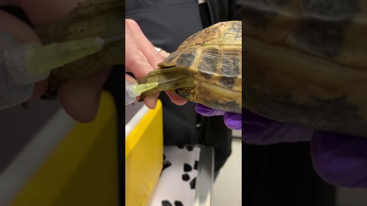 Subcutaneous Fluid Administration in tortoises