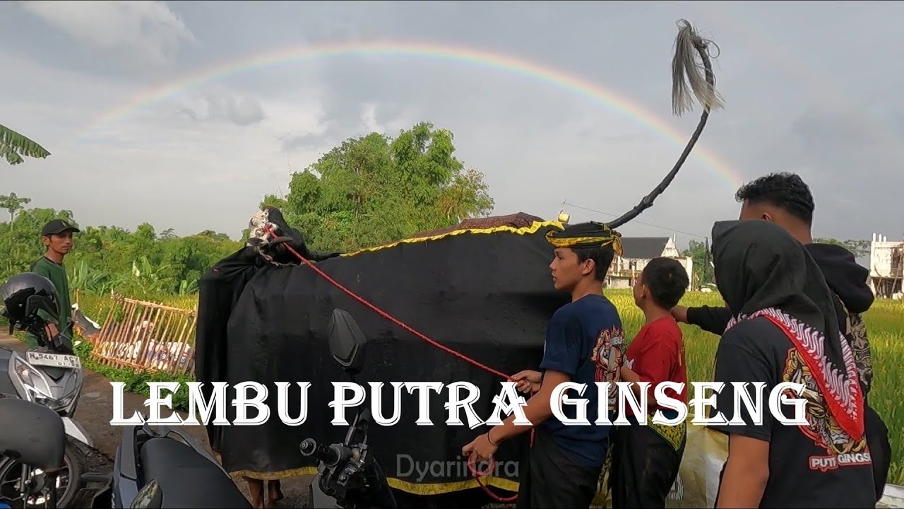 Ngramei bambu mewek bareng Bantengan Lembu Putra Gingseng mberot full kalapan