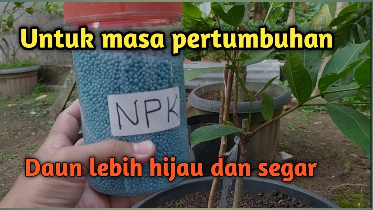 Cara pemupukan jambu air untuk masa pertumbuhan#agrohome
