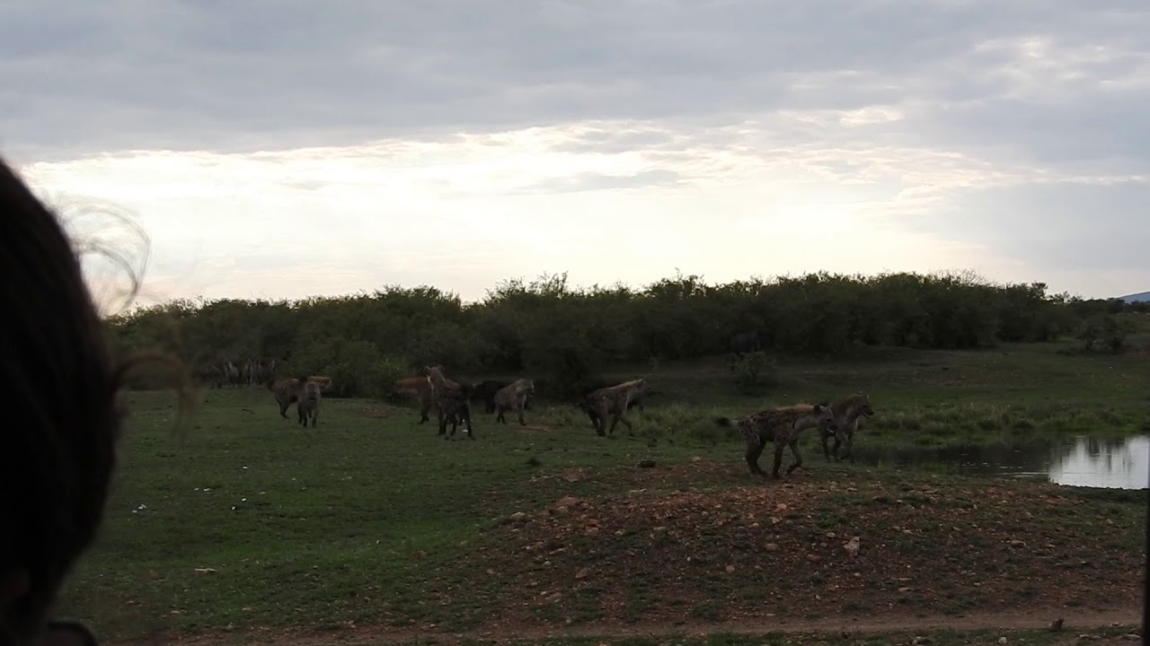 Hyena Clan War Part 1
