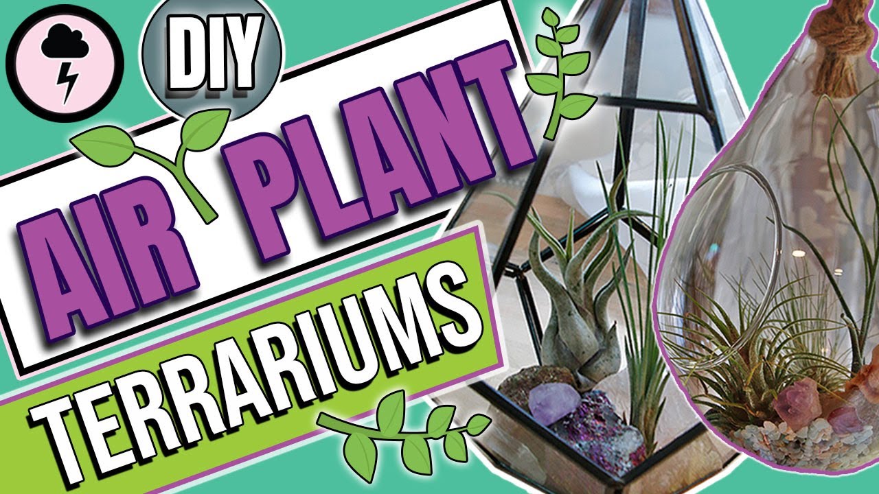 How to DIY Air Plant Terrariums with Healing Crystals