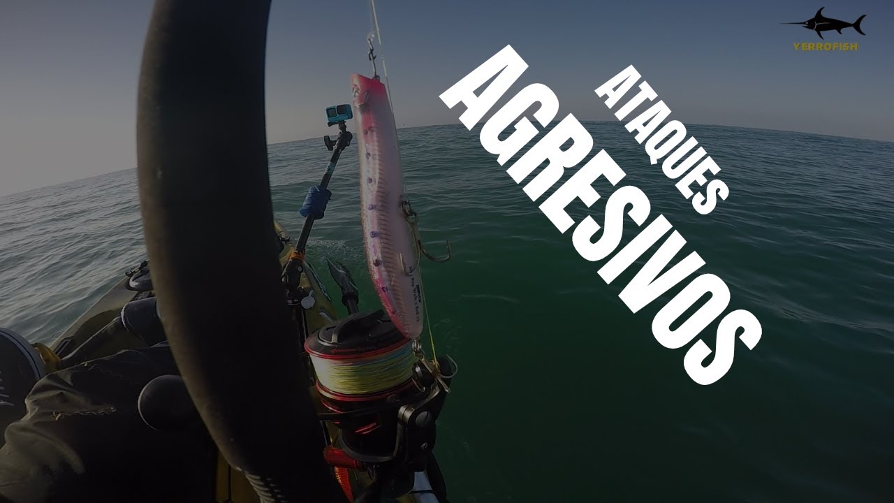 PESCA EN SUPERFICIE DE GRANDES PECES (BONITOS) EN EL NORTE DE CHILE, ANTOFAGASTA.