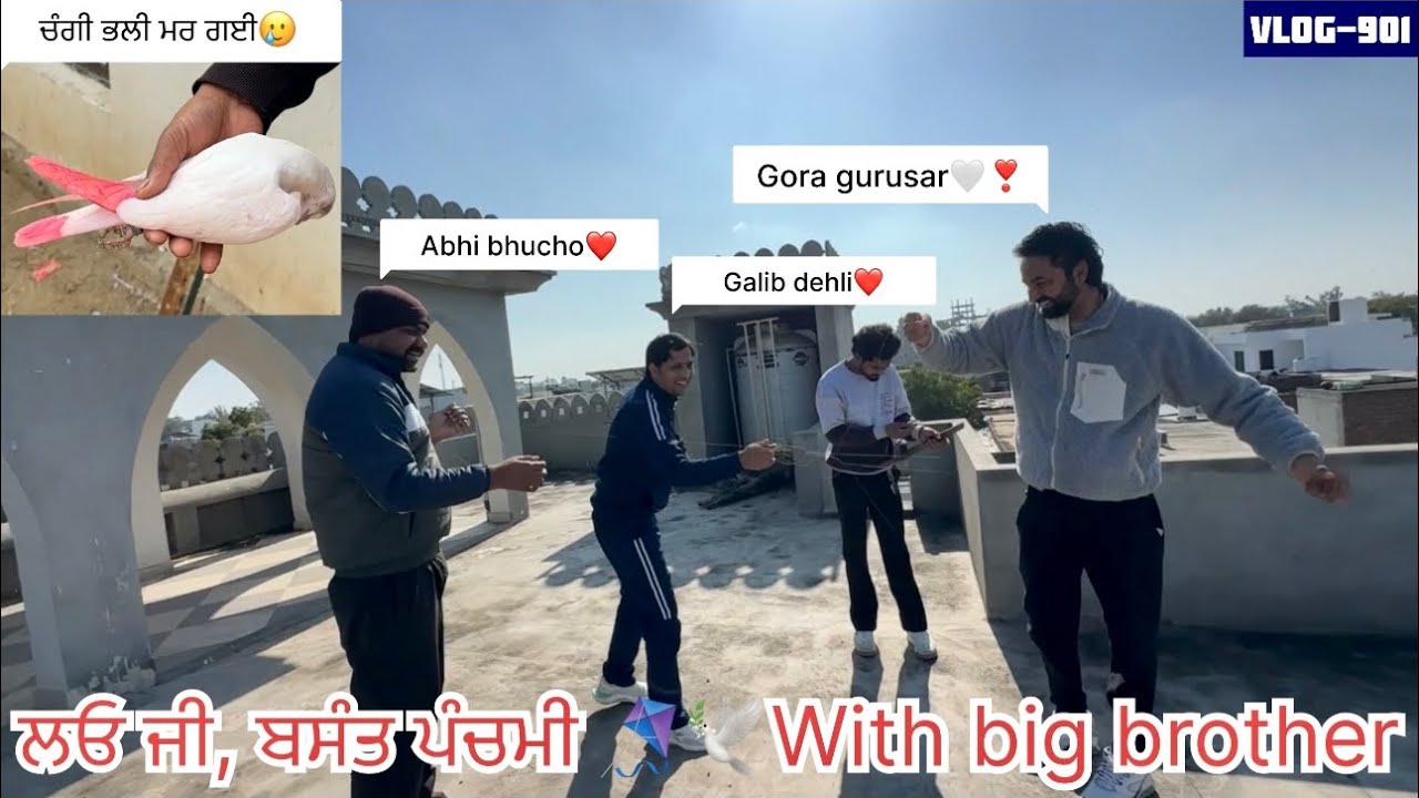 ਅੱਜ 1ਬੱਚਾ🕊️ਹੋਰ ਲੱਭ ਗਿਆ, ਆਪਣੇ ਮਿੱਤਰ ਕੋਲ ਹੀ ਸੀਗਾ ਗੱਲੂ ਕੋਲ|| ਦਿੱਲੀ ਆਲੇ ਮਿੱਤਰਾਂ ਆਏ|| ਦੇਖੋ ਸਾਰੀ video 