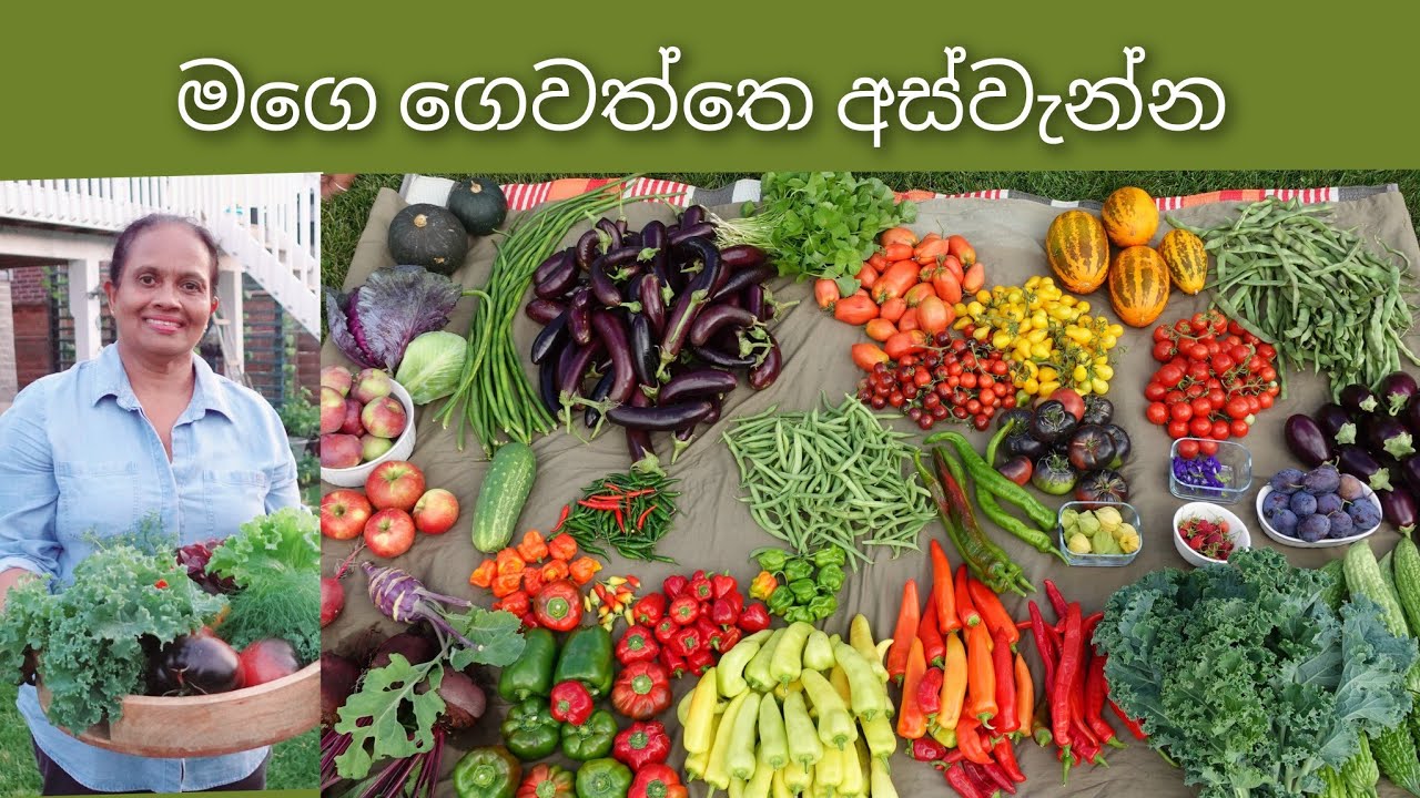 මාත් එක්ක අස්වැන්න නෙලමු- මේ අවුරුද්දෙ ලොකුම අස්වැන්න My Biggest Summer Harvest
