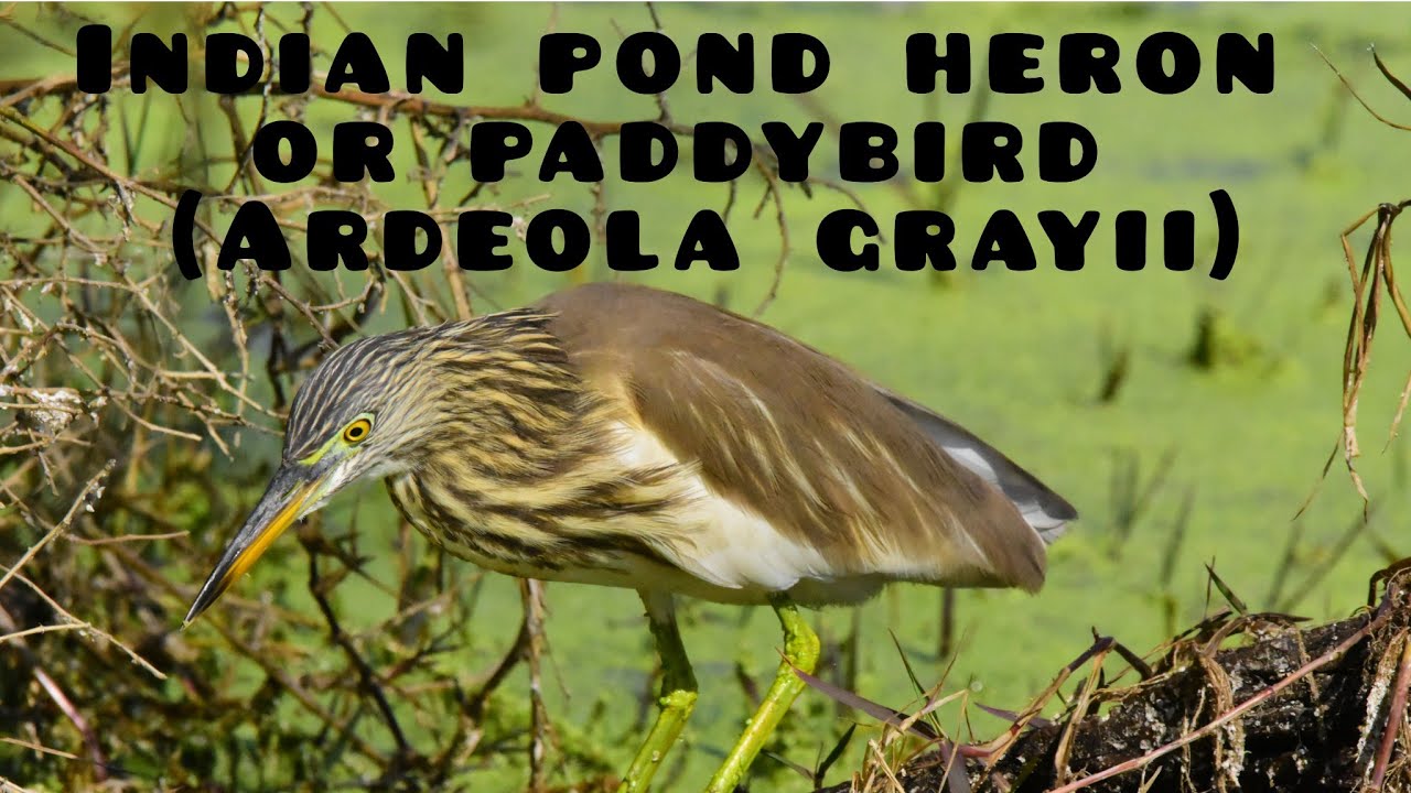 Indian pond heron or known as paddybird  scientific name Ardeola grayii full information