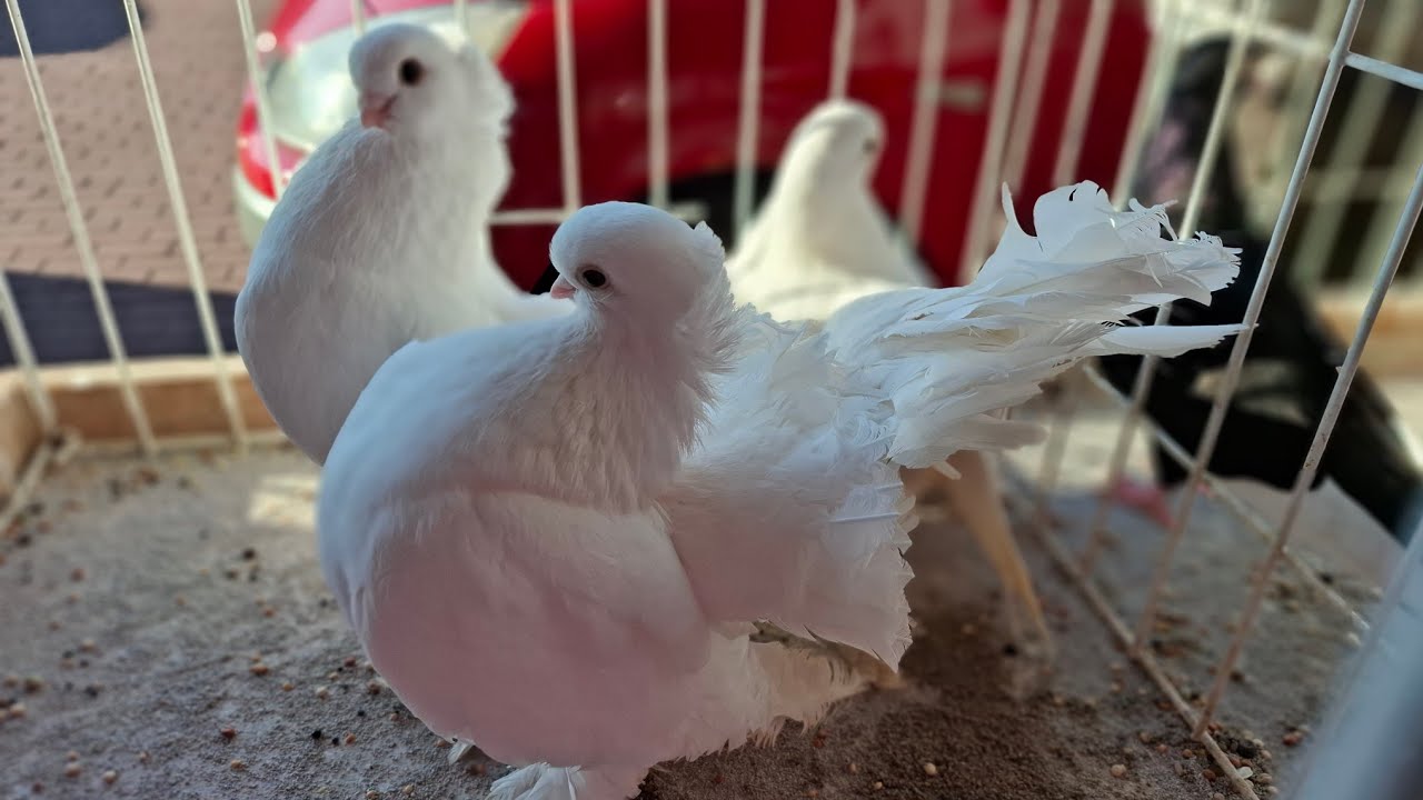 Rynek Targ Grajewo 11.05 2025 cześć 1🕊🦜🐇🦆🐓🐔🐤🦃🪿