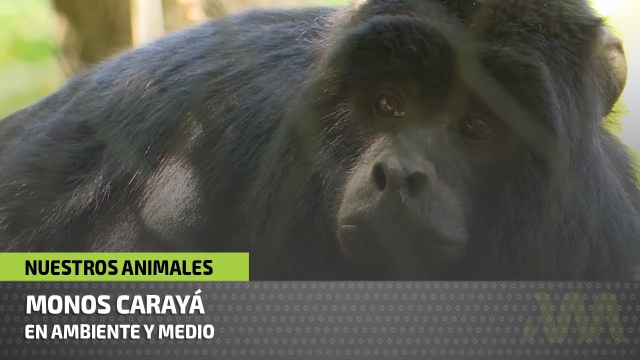 Nuestros animales  - Monos carayá