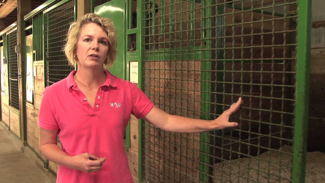Horse Barn: Ventilation