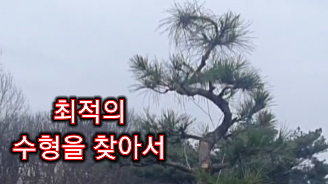 새로운 수형 만들기2314편(조형소나무)